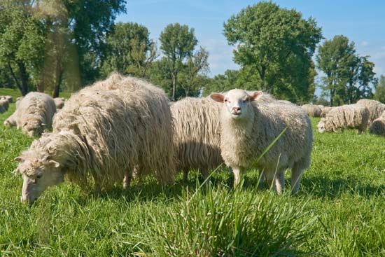 sheep