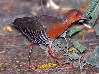 red-legged crake