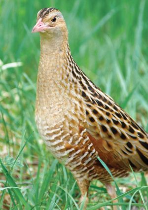corncrake