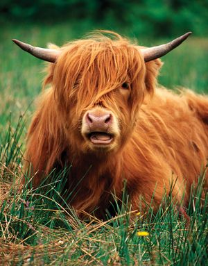 Highland cattle